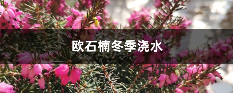 欧石楠冬季浇水 欧石楠冬季浇水