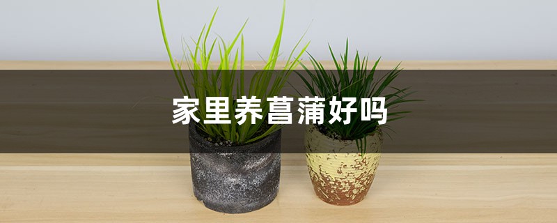家里养菖蒲好吗 家里养菖蒲好吗