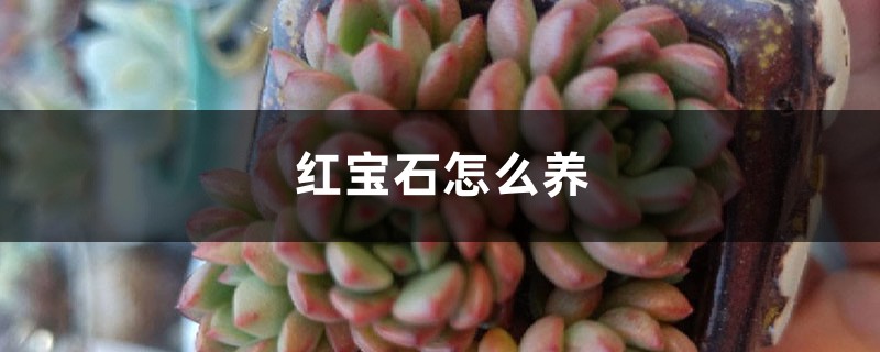 红宝石怎么养