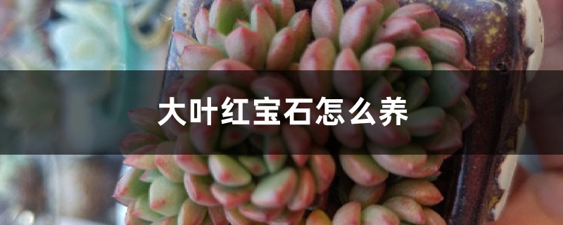 大叶红宝石怎么养