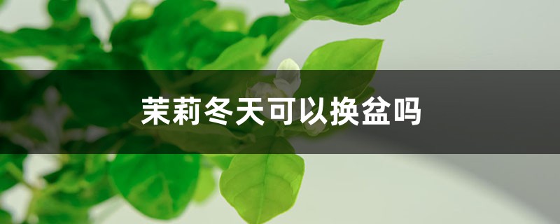 茉莉冬天可以换盆吗