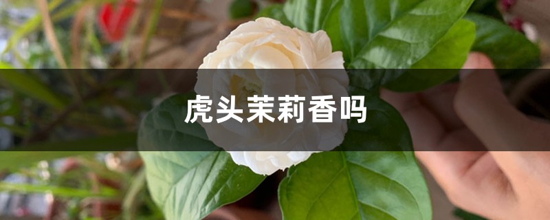 虎头茉莉香吗