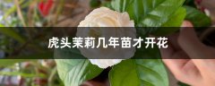 虎头茉莉几年苗才开花