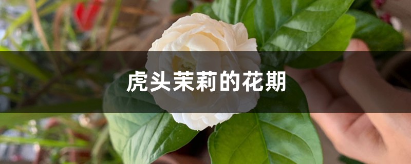 虎头茉莉的花期