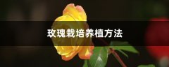 玫瑰栽培养植方法