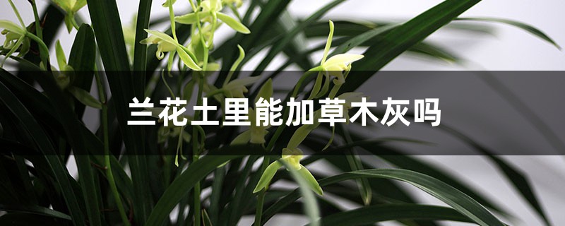兰花土里能加草木灰吗 兰花土里能加草木灰吗