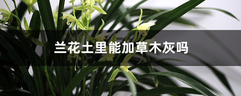 兰花土里能加草木灰吗