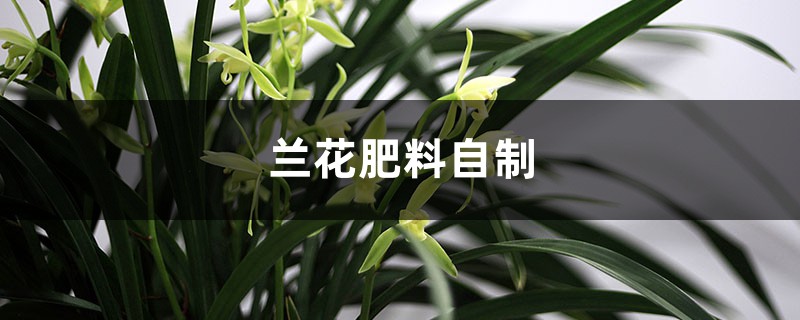 兰花肥料自制 兰花肥料自制