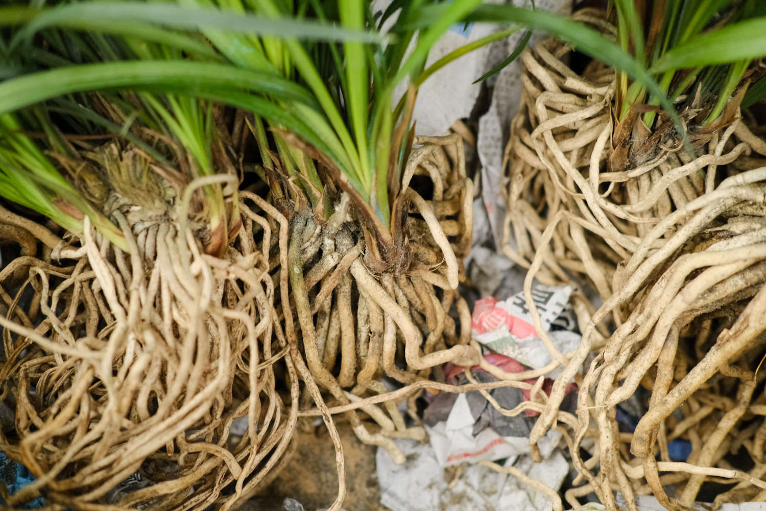 兰花 兰花