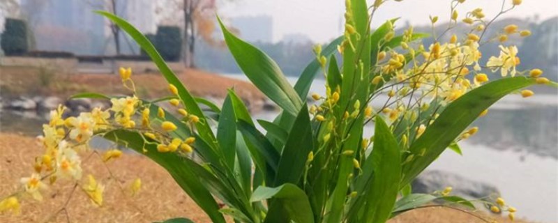 梦香兰怎么养 梦香兰怎么养