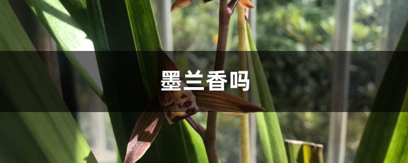 墨兰香吗 墨兰香吗