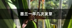 墨兰一年发几次芽