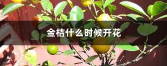 金桔什么时候开花，开花时怎么养？