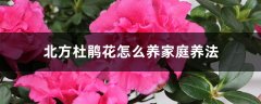 北方杜鹃花怎么养（家庭养法）