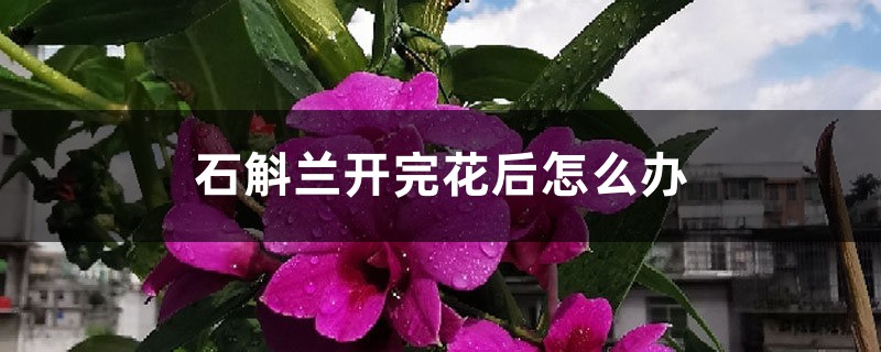 石斛兰开完花后怎么办 石斛兰开完花后怎么办