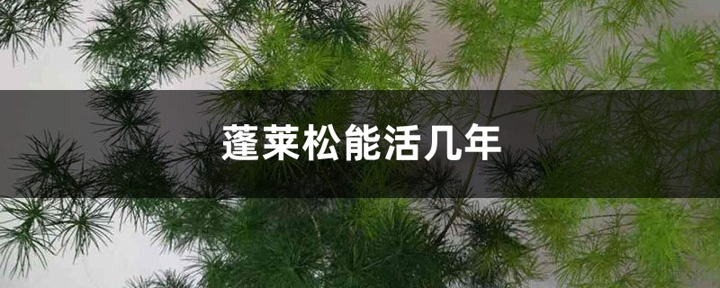 蓬莱松能活几年 蓬莱松能活几年
