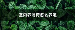 薄荷怎么在室内养殖