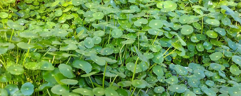 金钱草会开花吗 金钱草会开花吗