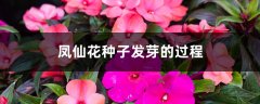 凤仙花种子发芽的过程