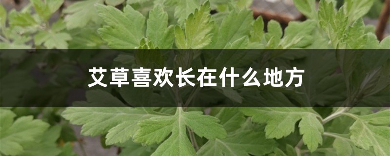 艾草喜欢长在什么地方 艾草喜欢长在什么地方