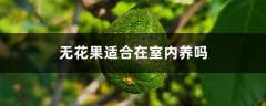 无花果适合在室内养吗