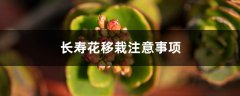 长寿花移栽注意事项