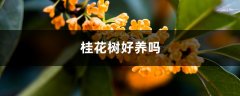 桂花树好养吗