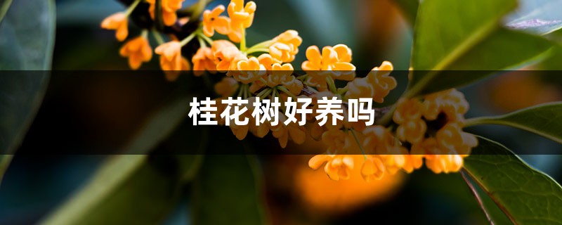 桂花树好养吗 桂花树好养吗