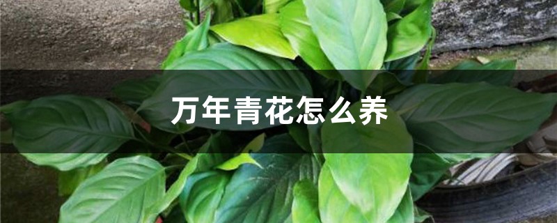 万年青花怎么养