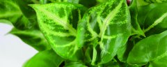合果芋能放家里吗