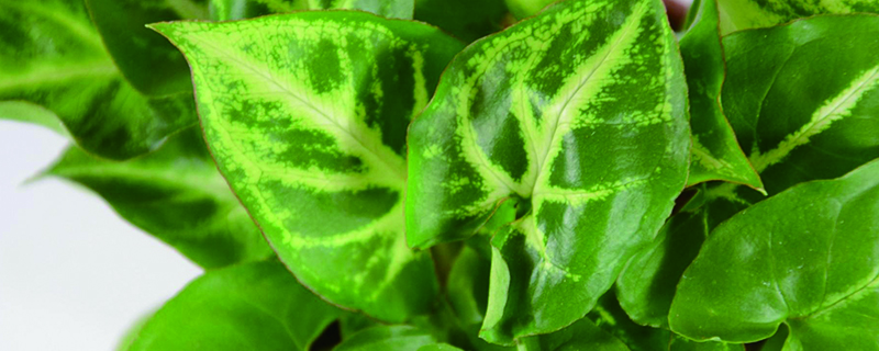 合果芋能放家里吗 合果芋能放家里吗