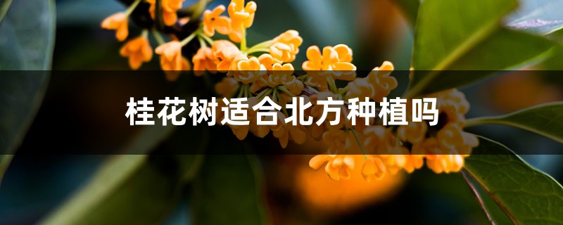 桂花树适合北方种植吗 桂花树适合北方种植吗