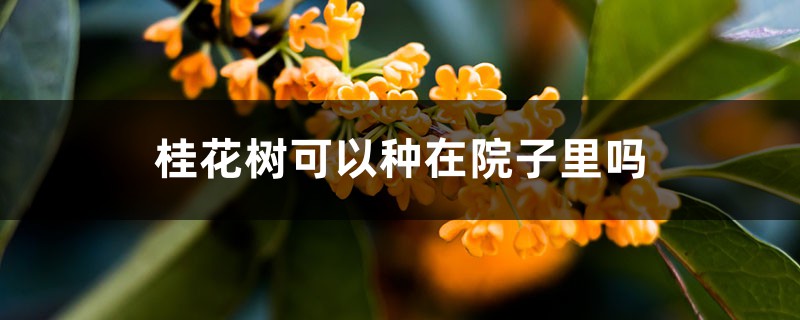 桂花树可以种在院子里吗 桂花树可以种在院子里吗