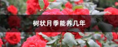 树状月季能养几年