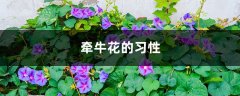 牵牛花的习性