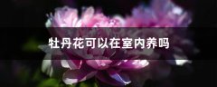 牡丹花可以在室内养吗