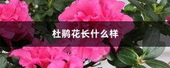 杜鹃花长什么样