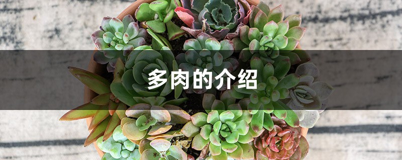 多肉的介绍 多肉的介绍
