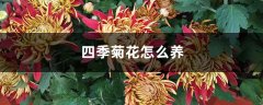 四季菊花怎么养