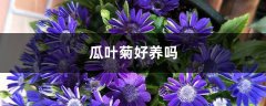 瓜叶菊好养吗，该怎么养？