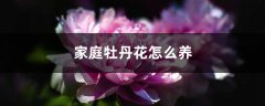 家庭中怎么养牡丹花