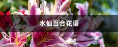 水仙百合花语