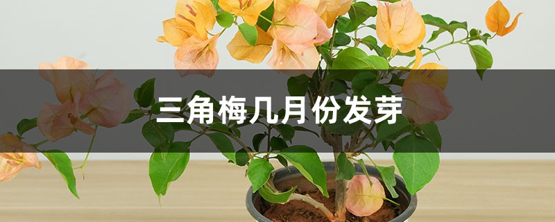 三角梅几月份发芽