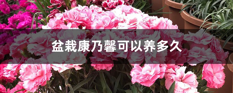 盆栽康乃馨可以养多久 盆栽康乃馨可以养多久