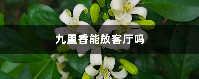 九里香能放客厅吗 九里香能放客厅吗