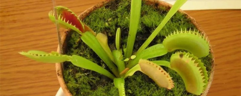 食蝇草怎么养护 食蝇草怎么养护