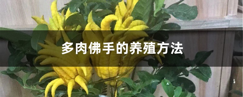 多肉佛手的养殖方法 多肉佛手的养殖方法