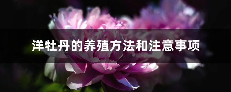洋牡丹的养殖方法和注意事项 洋牡丹的养殖方法和注意事项