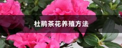 茶花杜鹃养殖方法