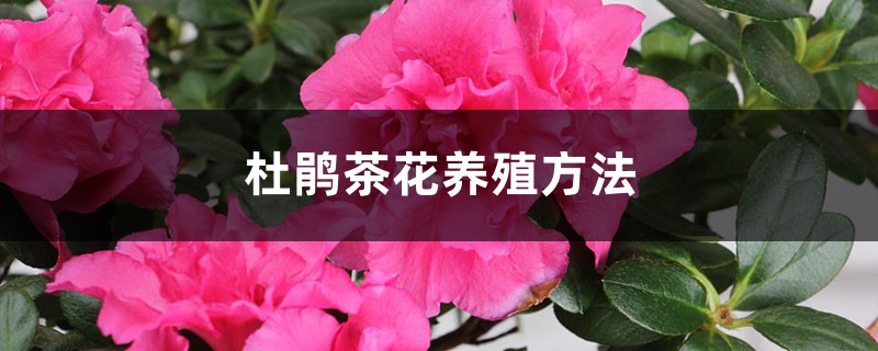 茶花杜鹃养殖方法